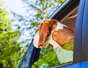Beagle kigger mod en skov ud ad vinduet på en blå bil