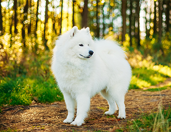 Hvid hund i skov