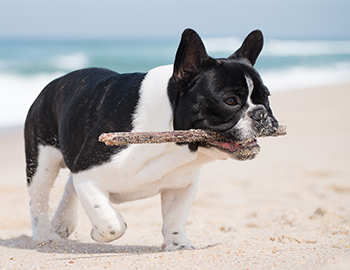 Hund med pind i munden på stranden