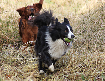 En hund løber efter en anden hund, der har en bold i munden